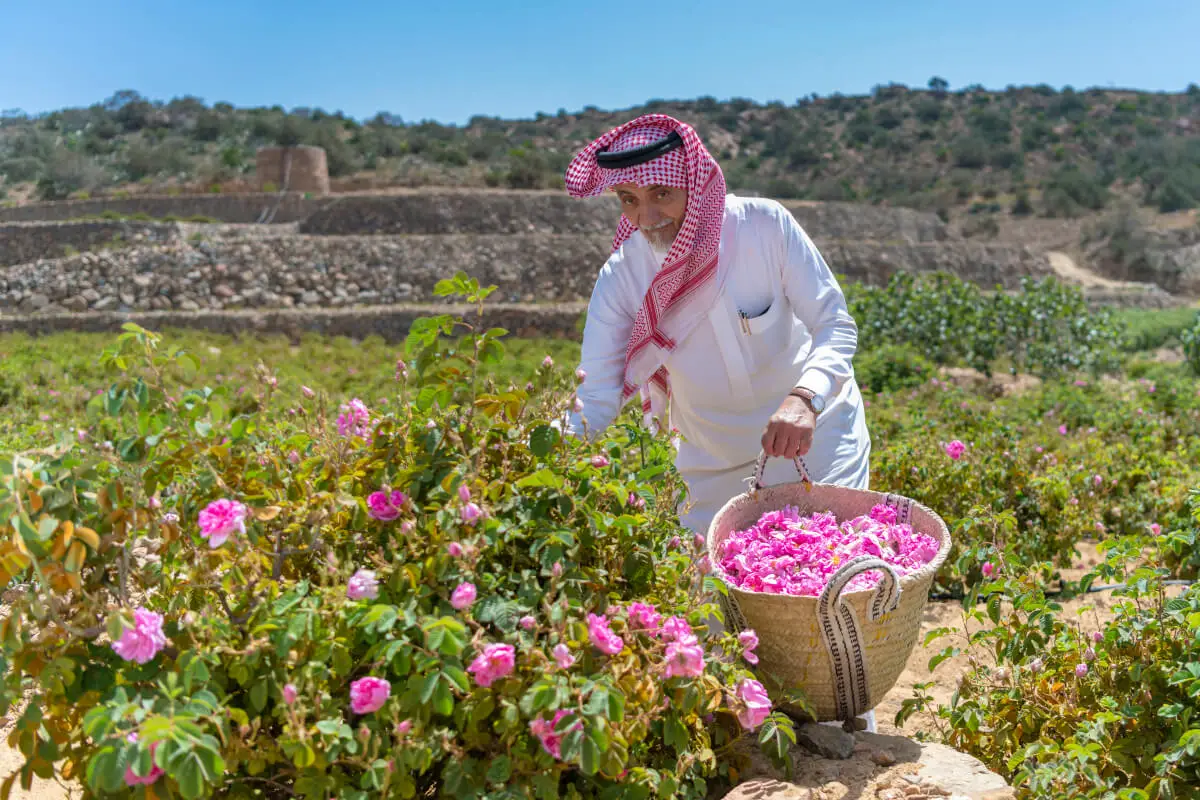 Melihat Keindahan Rose Festival di City Tour Taif