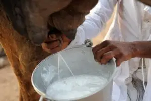 Susu Unta di Mekah: Rasa dan Manfaatnya