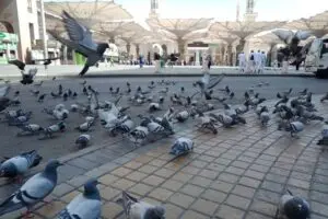 Keberkahan Merpati: Tradisi di Masjidil Nabawi