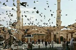 Burung Merpati dan Sejarah Madinah yang Menyentuh
