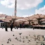 Merpati di Masjid Nabawi: Cerita di Balik Keberadaan