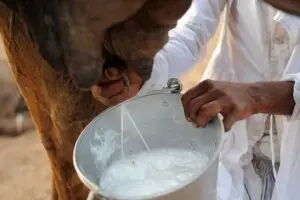 Cara Tradisional Menyajikan Susu Unta di Arab Saudi