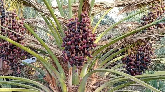 Mengenal Perkebunan Kurma di Madinah yang Terkenal